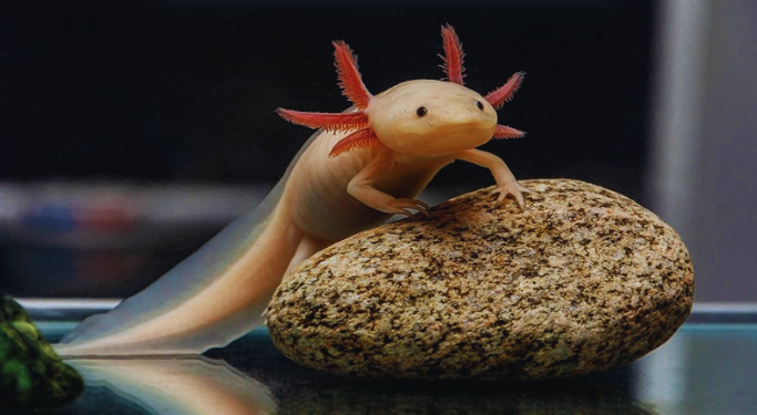 অ্যাক্সোলটল (Axolotl)
