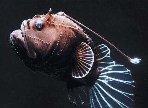  ডিপ সি অ্যাঙ্গলারফিশ (Deep Sea Anglerfish)