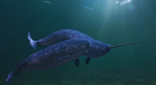 নরওয়াল (Narwhal)