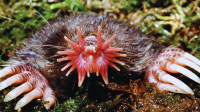 স্টার নোজড মোল (Star-Nosed Mole)