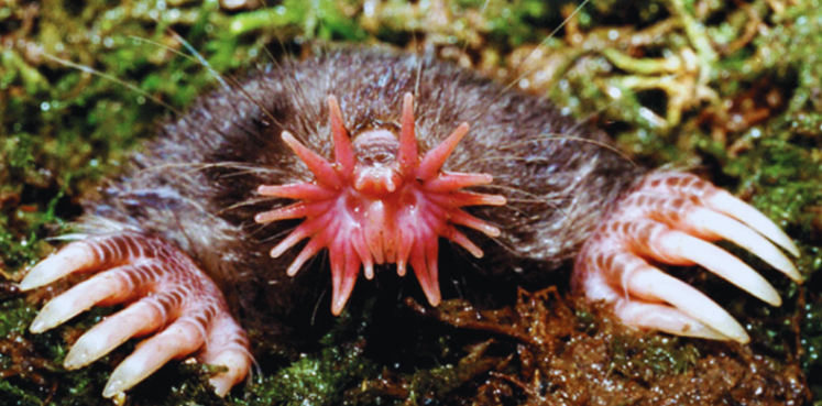 স্টার নোজড মোল (Star-Nosed Mole)