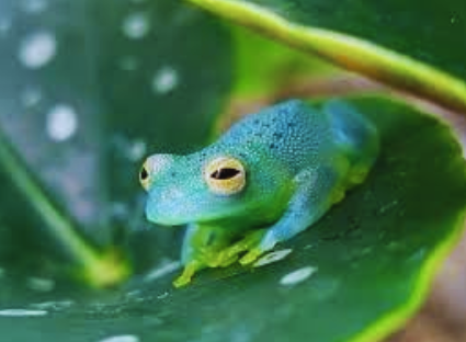 গ্লাস ফ্রগ (Glass Frog)